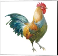 Noble Rooster III on White Fine Art Print