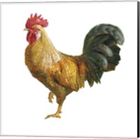 Noble Rooster II on White Fine Art Print