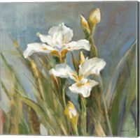 Spring Iris II Fine Art Print