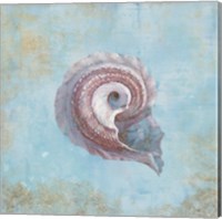 Treasures from the Sea III Watercolor Fine Art Print