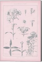 Rose Quartz Phlox Fine Art Print