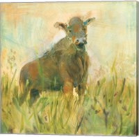 The Grazer Fine Art Print