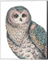 Beautiful Owls IV Pastel Fine Art Print