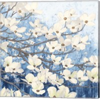 Dogwood Blossoms II Indigo Fine Art Print