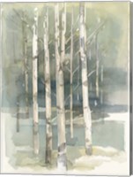 Birch Grove I Fine Art Print