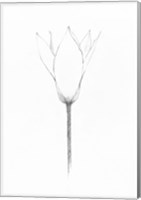 Pencil Floral X Fine Art Print