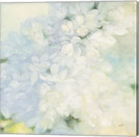 White Lilacs Fine Art Print