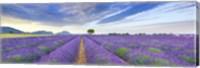 Lavender Field, France Fine Art Print