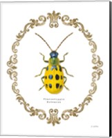 Adorning Coleoptera VII Fine Art Print