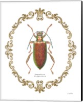Adorning Coleoptera VI Fine Art Print