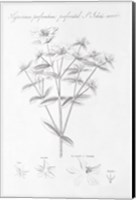Botany Book X Fine Art Print