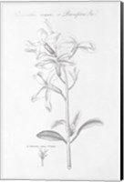Botany Book IX Fine Art Print