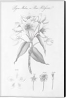 Botany Book VIII Fine Art Print