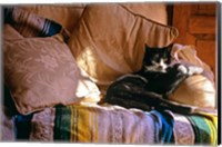 Tuxedo Cat Sitting On Sofa Fine Art Print