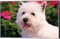 West Highland Terrier Head Shot Fine Art Print