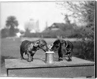 1890S Two Dachshund Puppies Fine Art Print