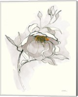 Carols Roses V Off White Fine Art Print