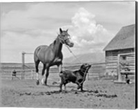 1950s 1960s Black Dog Leading Horse By Holding Rope Fine Art Print