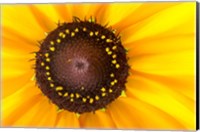 Black Eyed Susan II Fine Art Print