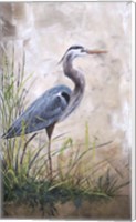 In The Reeds - Blue Heron - A Fine Art Print