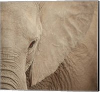 Elephant Up Close Fine Art Print