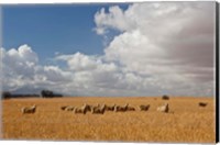 Flock of Sheep Grazing in a Farm, South Africa Fine Art Print