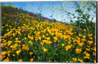 California Poppies and Canterbury Bells in a Field, Diamond Valley Lake, California Fine Art Print