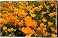 Close-Up of Poppies in a field, Diamond Valley Lake, California Fine Art Print