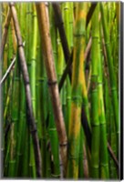 Bamboo Trees, Maui, Hawaii Fine Art Print