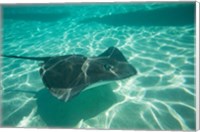 Stingray in the Pacific Ocean, Moorea, Tahiti, French Polynesia Fine Art Print