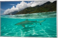 Sharks in the Pacific Ocean, Moorea, Tahiti, French Polynesia Fine Art Print