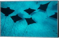 Eagle Rays Swimming in the Pacific Ocean, Tahiti, French Polynesia Fine Art Print