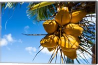 Coconuts Hanging on a Tree, Bora Bora, French Polynesia Fine Art Print