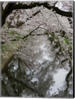 Cherry Trees Reflected in Moat of Hirosaki Park, Japan Fine Art Print