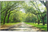 Live Oaks and Spanish Moss Wormsloe State Historic Site Savannah GA Fine Art Print