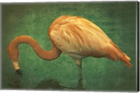 Caribbean Flamingo Fine Art Print