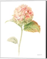 Floursack Florals on White V Fine Art Print