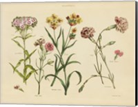 Herbal Botanical VIII Fine Art Print