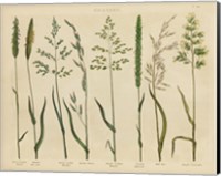 Herbal Botanical VII Fine Art Print