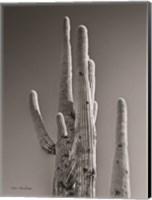 Black & White Cactus Fine Art Print