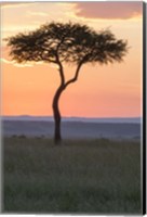 Sunset over Tree, Masai Mara National Reserve, Kenya Fine Art Print
