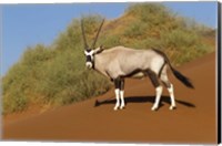 Oryx, Namib-Naukluft National Park, Namibia Fine Art Print