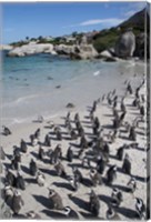 South Africa, Cape Town, Simon's Town, Boulders Beach African Penguin Colony Fine Art Print