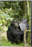 Uganda, Kibale National Park, Young Male Chimpanzee Fine Art Print