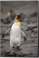 Antarctica, King Penguin Fine Art Print