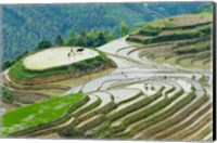Rice Terrace with Water Buffalo, Longsheng, Guangxi Province, China Fine Art Print