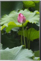 Lotus in a pond, Suzhou, Jiangsu Province, China Fine Art Print