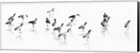 Flock of Canada Geese Fine Art Print
