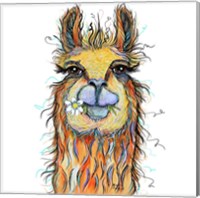 Llama with Daisy Fine Art Print