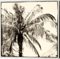 Palm Tree Sepia III Fine Art Print